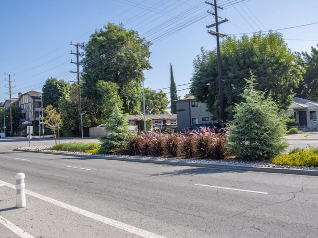 Fir trees and ornamental shrubs growing on the Vineland Avenue median strip